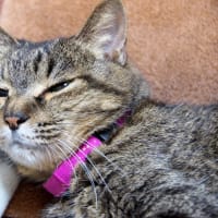 眠いわ