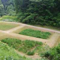 令和７年６月９日　花しょうぶ開花状況