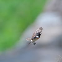 渡りの途中で・・・ノビタキ　飛翔編