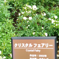 バラ　ｸﾘｽﾀﾙﾌｪｱﾘｰ