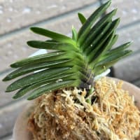 玉金剛総ルビー根