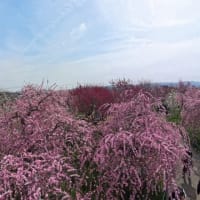 和泉リサイクル環境公園の梅林（２０２５年３月１４日）動画