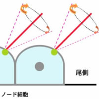 繊毛が回らないと、右も左も分からない