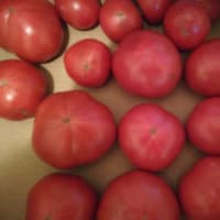 小西農園さんのトマトは最高❗