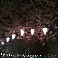 2016年の桜とお花見弁当。