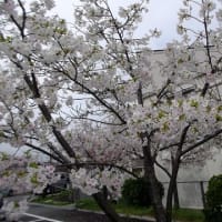 4/4（木）、清見台・「楠清会館」の桜は、満開！！