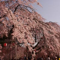 桜咲いた♪