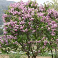 紫丁香花（ムラサキハシドイ）・・ライラック