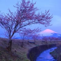 富士山　雨あがり ⇒ 低いｶﾞｽ濃霧が...   もう少し早く現地入りしてれば... ( ^)o(^ )