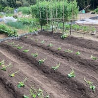 鳴門金時植え付け。