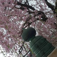 京都のお花見―高瀬川―