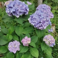 トイレの夢＆漫画＆遊歩道公園＆紫陽花