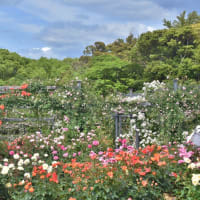 万博公園ローズフェスターへ