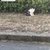 雨上がり病み上がり
