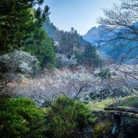 川売の梅の里