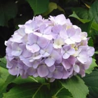 紫陽花その３