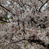 「桜の記録」