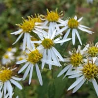 パーフォリエイト ハニーサックル 花の名前 パーフォリエイト ハニーサックル 花の名前