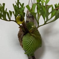 ワイルド　リドレイ石化？