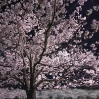 今夜は定休日 夜桜＾＾