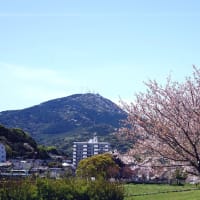 桜で埋まる街から見た桜並木と皿倉山と板櫃川