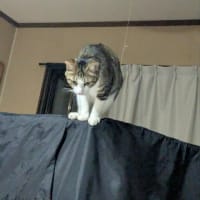 クリンへの想いは尽きなくて・・・319