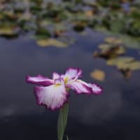 小岩菖蒲園