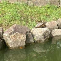 赤猫異聞　浅田次郎