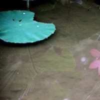 荒神谷史跡公園の蓮2016