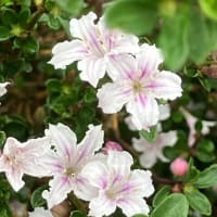 ハクチョウゲ（白丁花）
