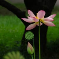 心地良い水辺