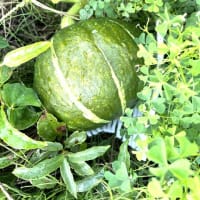 7月15日(火)③