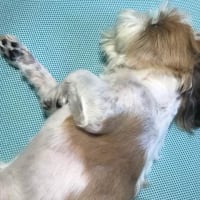 愛犬、僧帽弁閉鎖不全症で心臓の手術から術後1ヶ月。