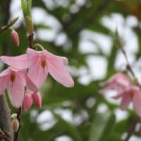 春の木の花いろいろ～京都府立植物園2024/4上旬（4）