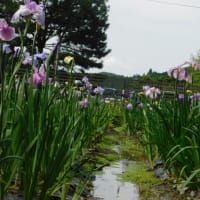 小國神社の花ショウブ園