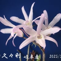 　石斛　せっこく　セッコク　菊　令和７年5月２５日