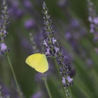 ラベンダー畑で蝶が舞う