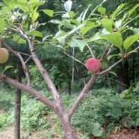 ミョウガが沢山生えてて驚いた