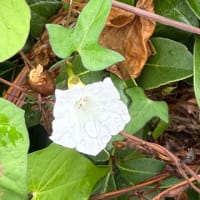 引越しして初めてのバス通勤