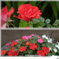 紫陽花