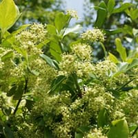 夏の花：ツルマサキ