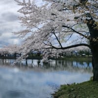 桜は咲いたけど