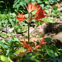 今季７月末～８月の我家の植物たち、他の様子・・