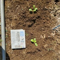 新品種白菜の定植