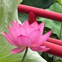 松阪市「朝田寺紅蓮の花」見てきました～(^^)