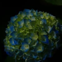 見頃を迎えた(2025年6月)「アジサイ」を記録してきました。①