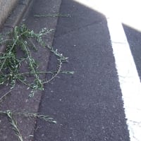 オリーブ死す、