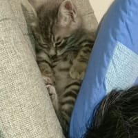 ワタシは