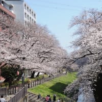 【ほぼ満開】多摩センター周辺の桜はほぼ満開に