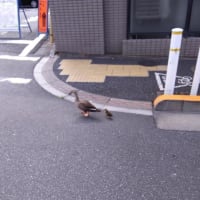 珍しい光景